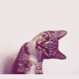 神途独家版本与猫咪影视官方下载,定量分析解释定义_精装版_v5.582