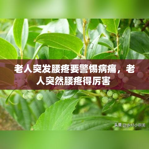 老人突发腰疼要警惕病痛,老人突然腰疼得厉害