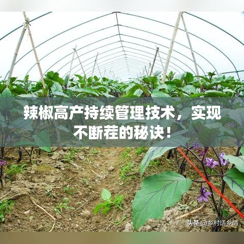 辣椒高产持续管理技术,实现不断茬的秘诀!