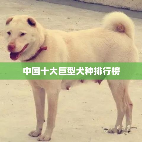 中国十大巨型犬种排行榜