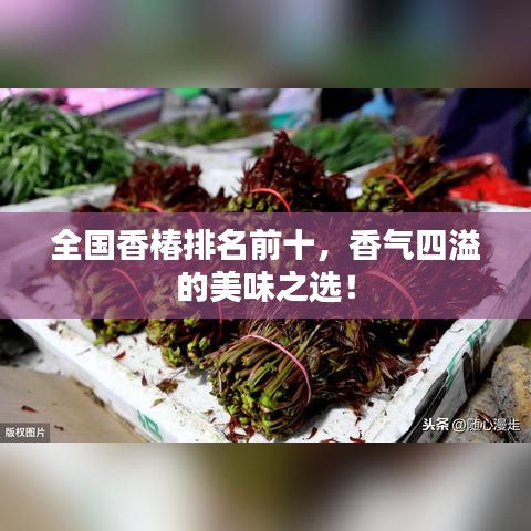 全国香椿排名前十,香气四溢的美味之选!