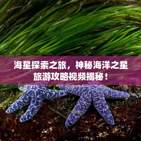 海星探索之旅,神秘海洋之星旅游攻略视频揭秘!