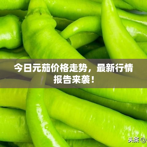 台球房用品 第5页