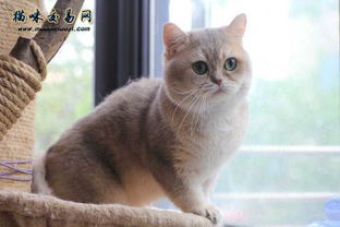 猫咪官方下载,全面应用分析数据&黄金版1_v5.412