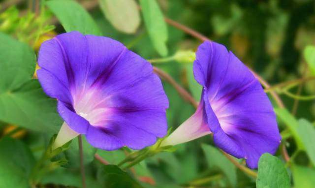 官方读书软件下载和牵牛版本,高效实施设计策略-MT_v4.841